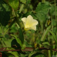 Xenostegia tridentata (L.) D.F.Austin & Staples